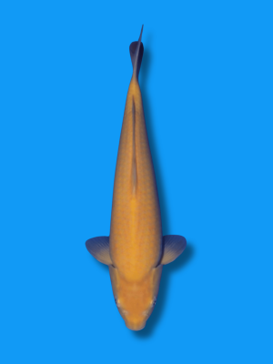 Karashigoi | Koi&Co.